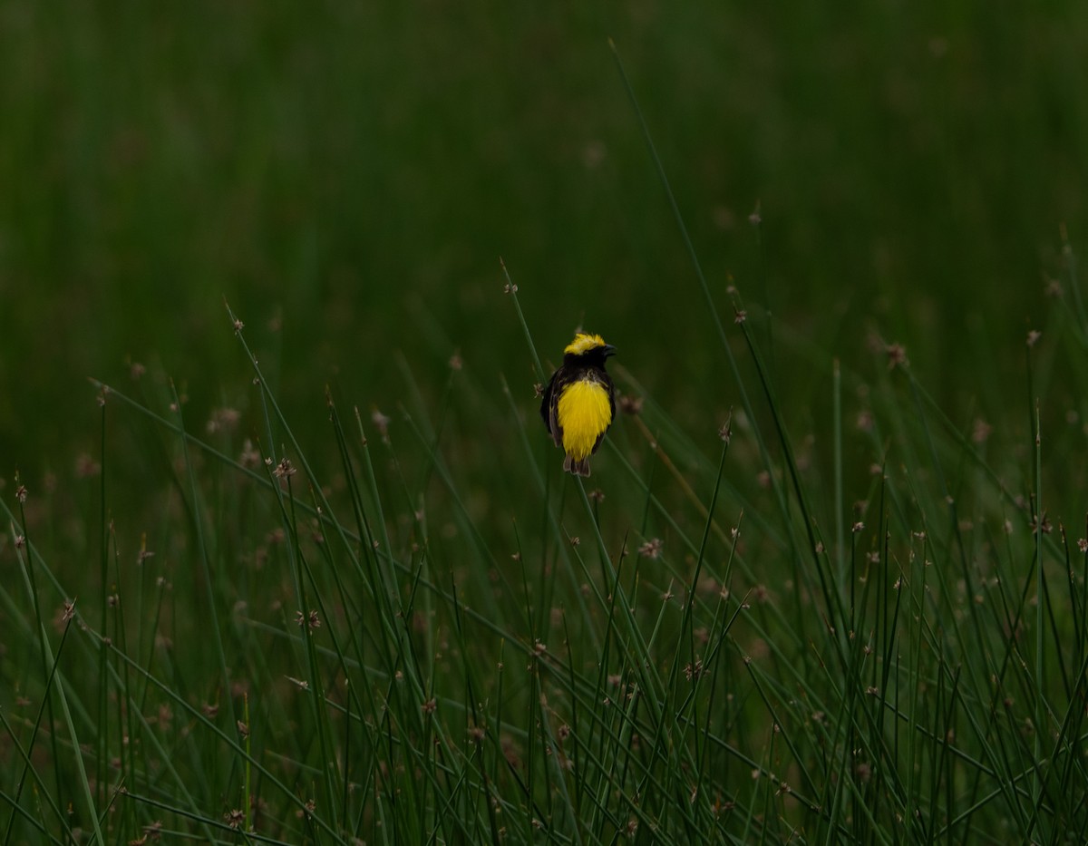 Yellow-crowned Bishop - Victoria  Pysmenna