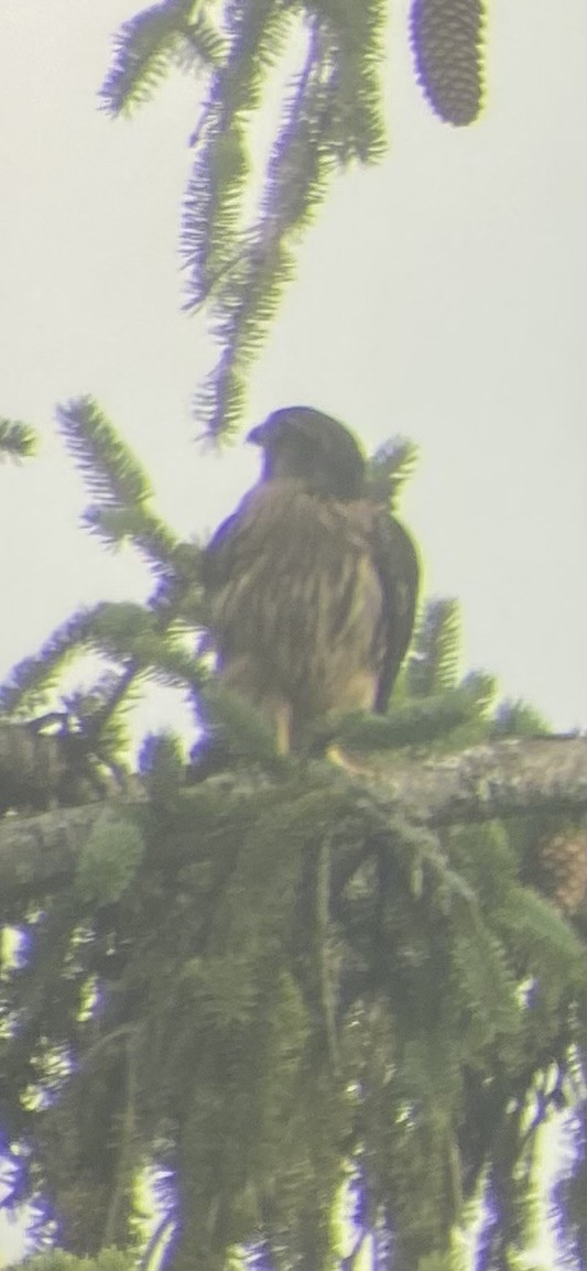 Merlin - ML621432064