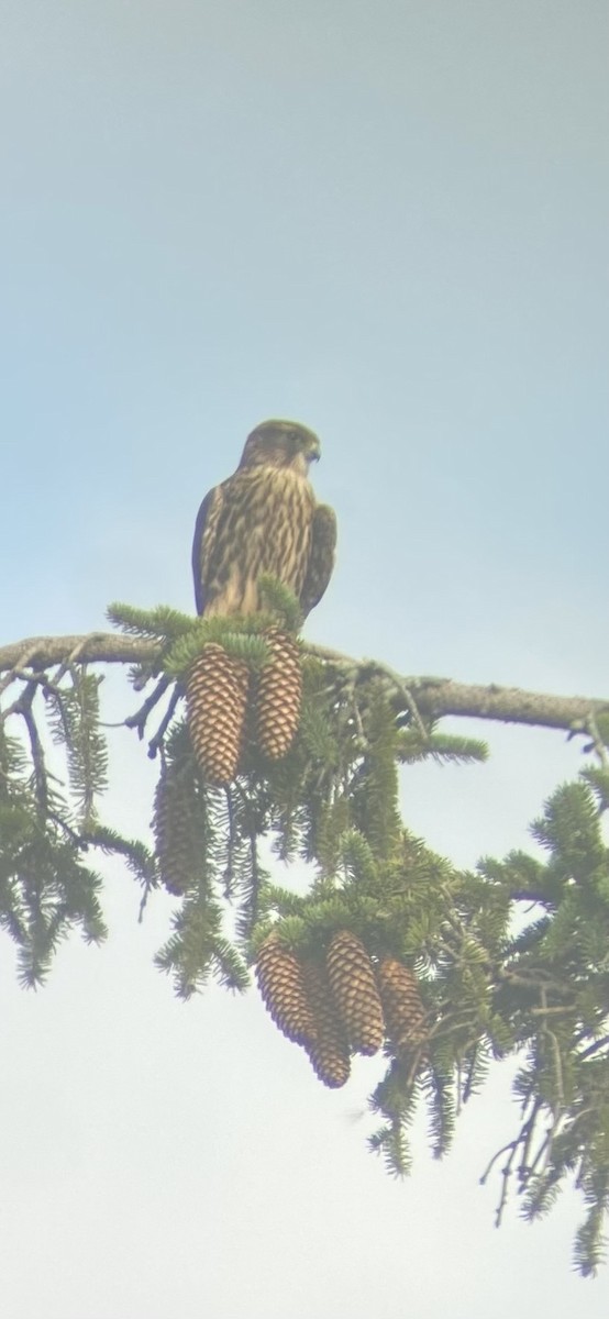 Merlin - ML621432074