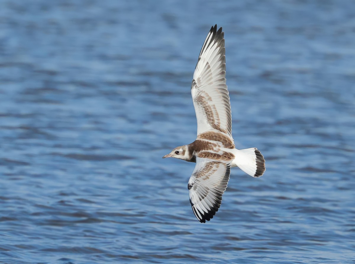 Black-headed Gull - ML621432215