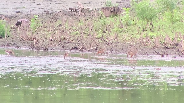 Short-billed Dowitcher - ML621432224