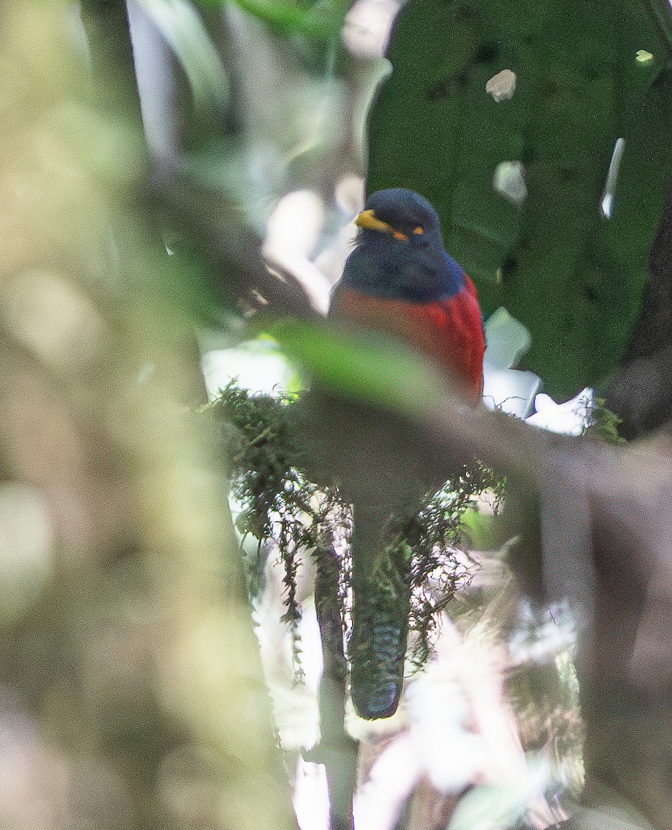 Bar-tailed Trogon - ML621432250