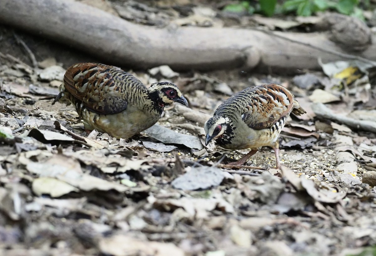 Bar-backed Partridge - ML621432269