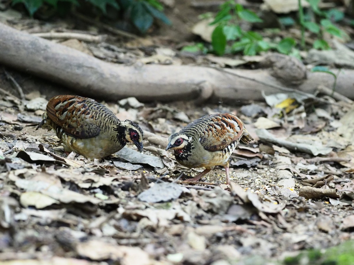 Bar-backed Partridge - ML621432275