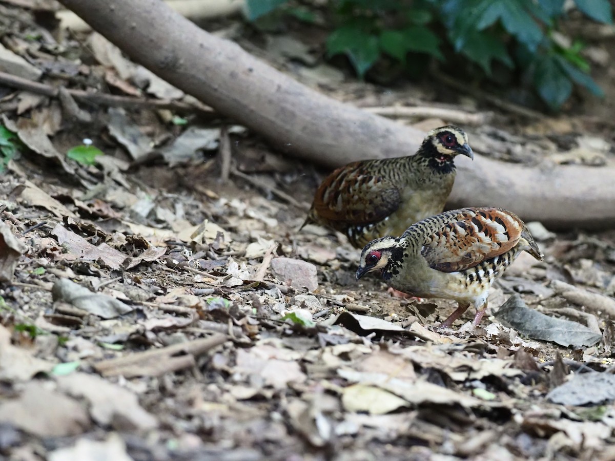 Bar-backed Partridge - ML621432278