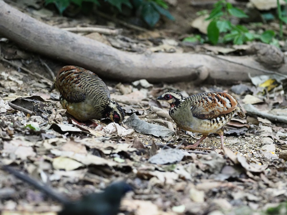 Bar-backed Partridge - ML621432279