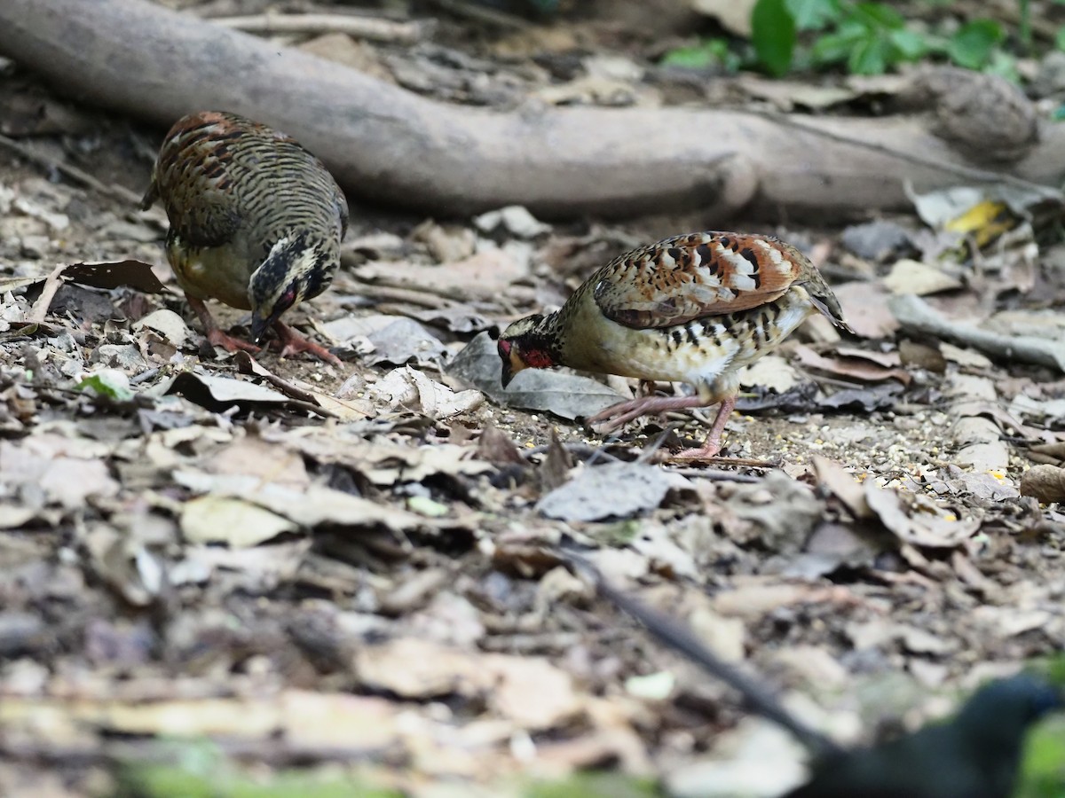 Bar-backed Partridge - ML621432280