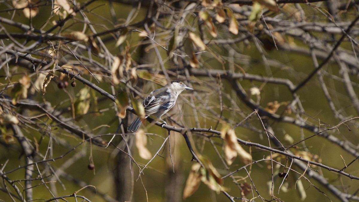 Black-backed Puffback - ML621432312