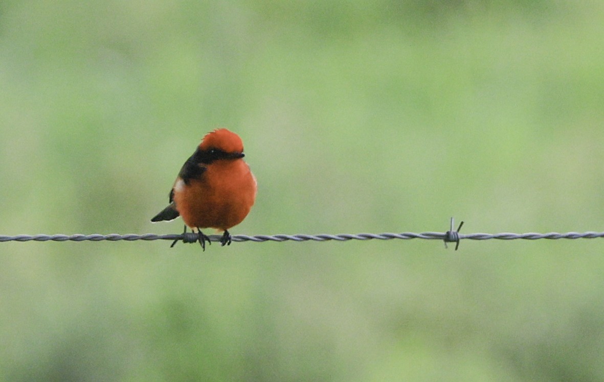 Vermilion Flycatcher - ML621432365