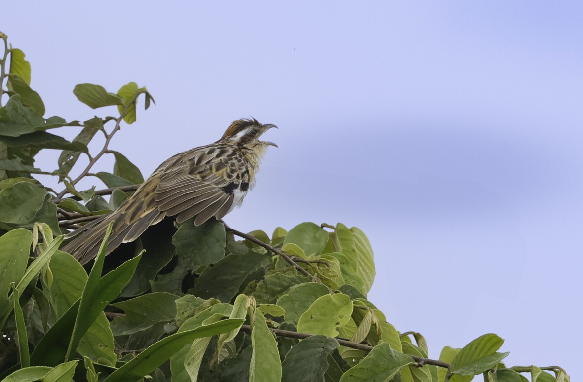 Striped Cuckoo - ML621432408
