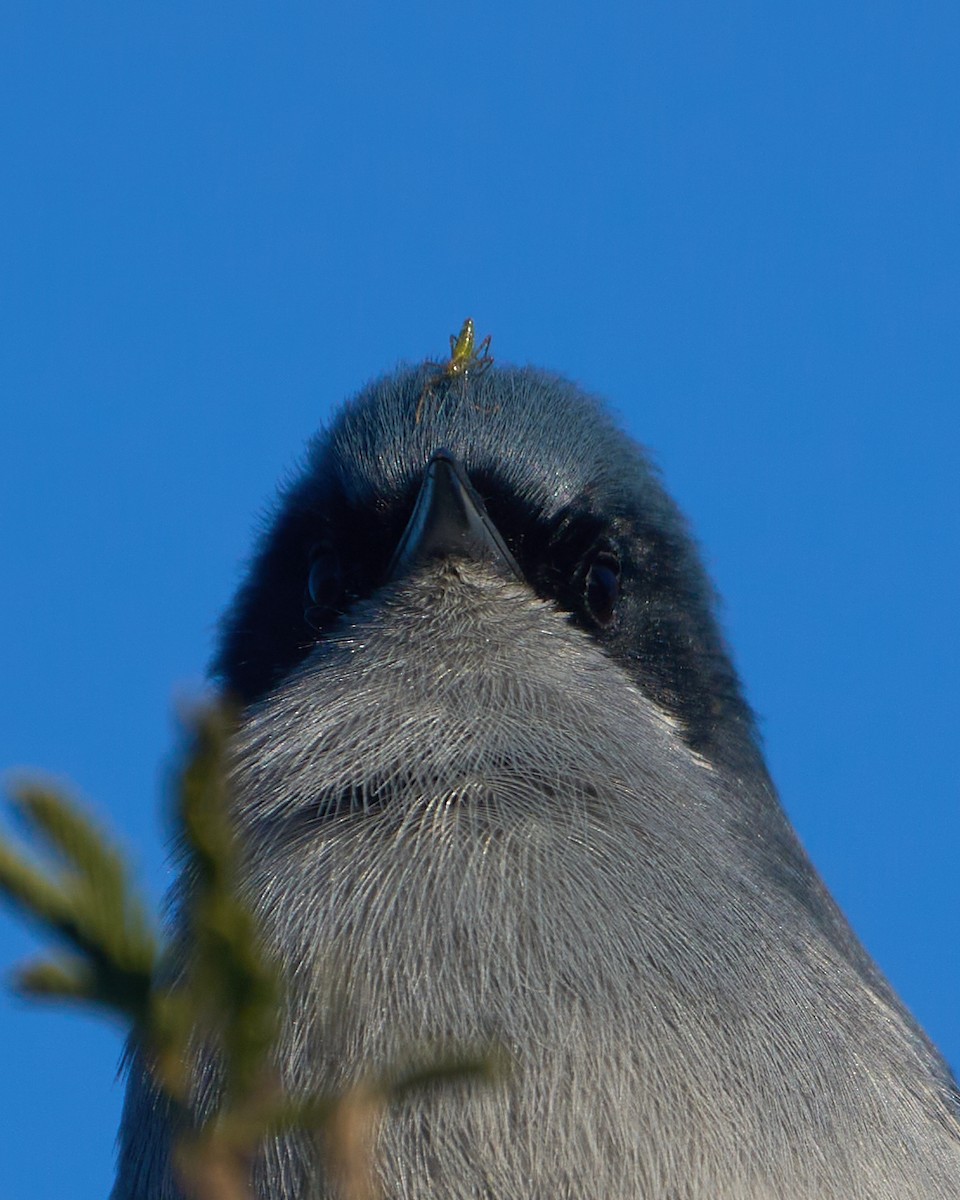 Masked Gnatcatcher - ML621432460