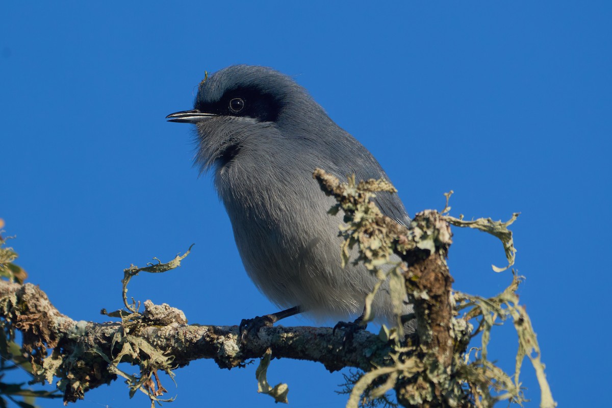 Masked Gnatcatcher - ML621432471