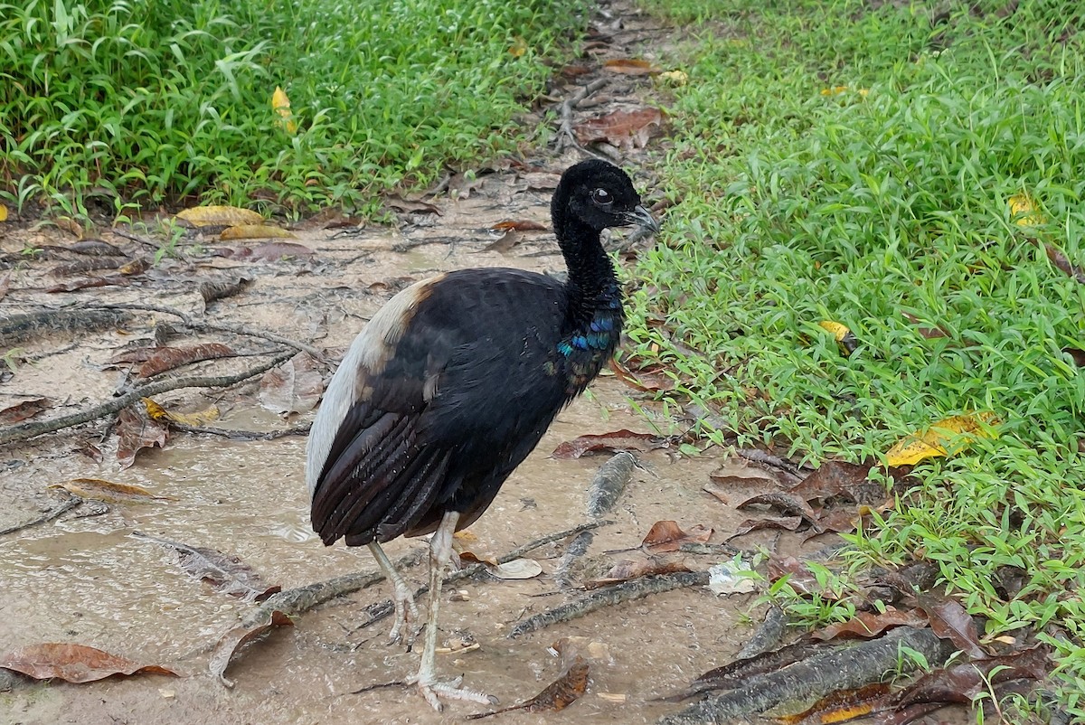 Grauflügel-Trompetervogel - ML621432559