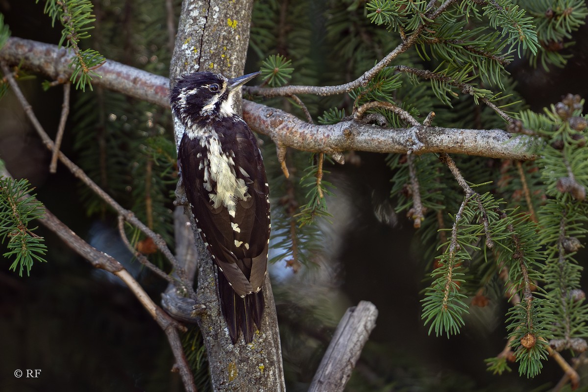 Eurasian Three-toed Woodpecker (Eurasian) - ML621432671