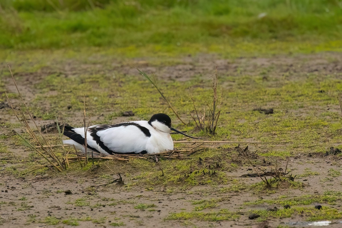 eBird Checklist - 3 May 2024 - Texel--Polder Waal en Burg - 30 species ...