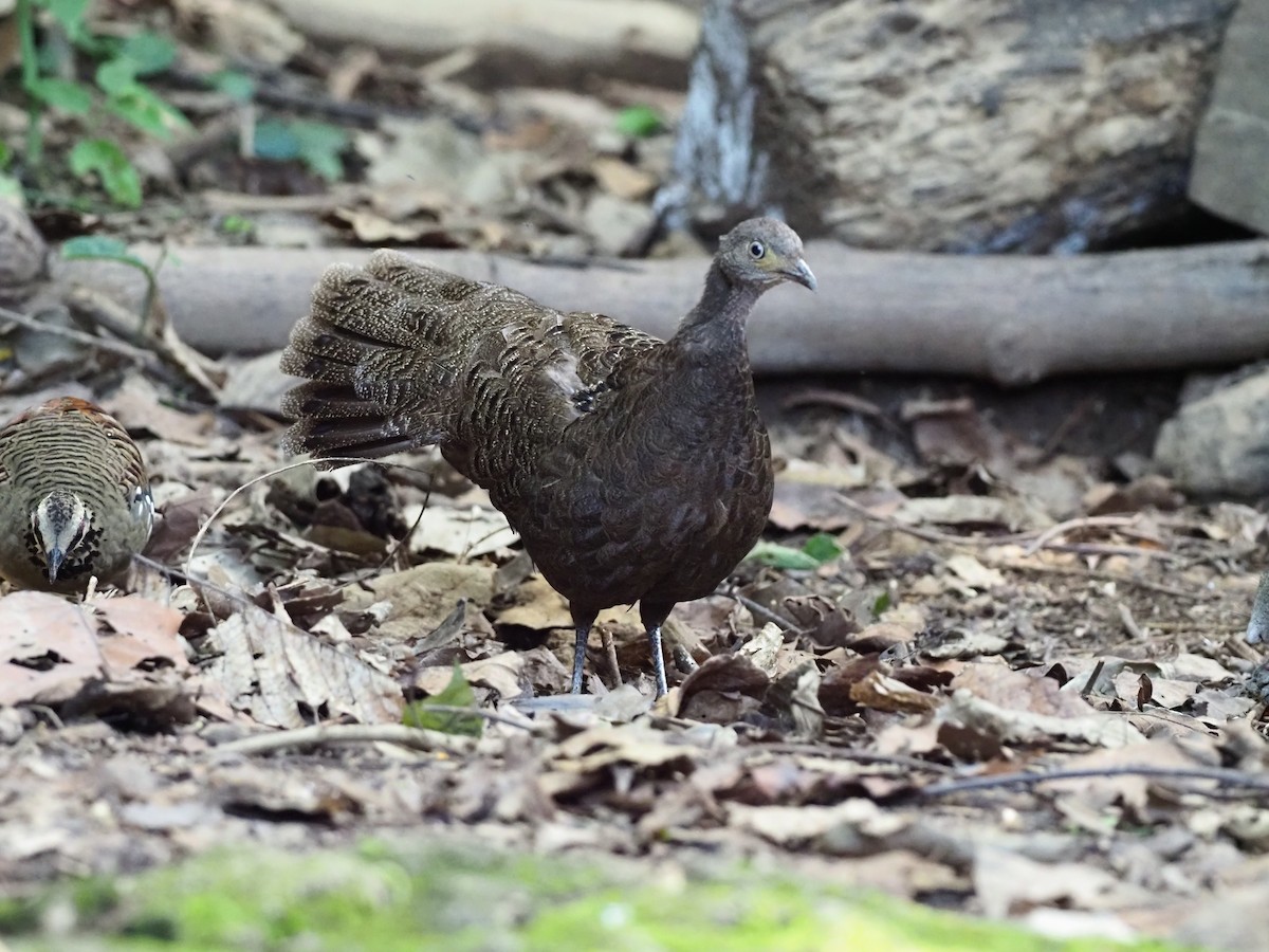 Gray Peacock-Pheasant - ML621432718