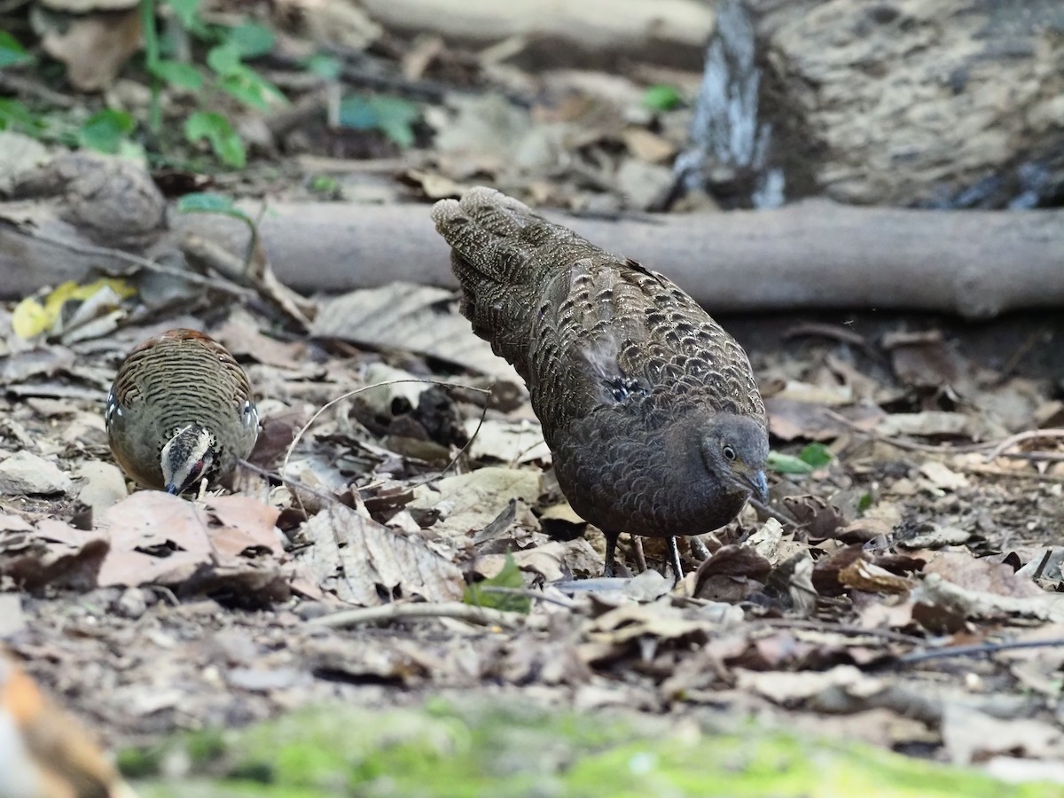 Bar-backed Partridge - ML621432719