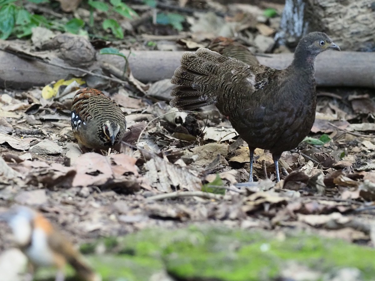 Bar-backed Partridge - ML621432723