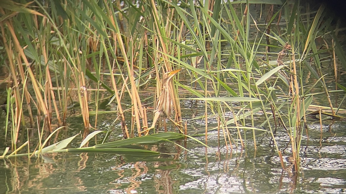 Little Bittern - ML621432774