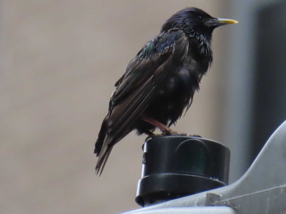 Storno - ML621432796