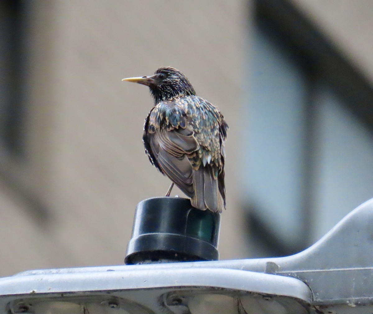 Storno - ML621432797