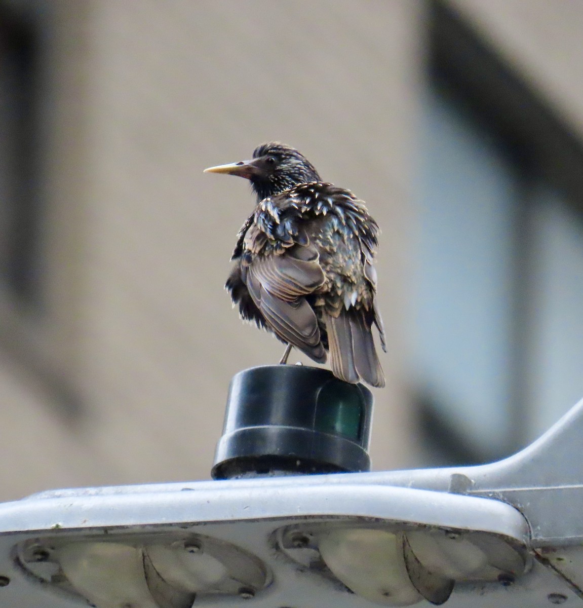 Storno - ML621432798