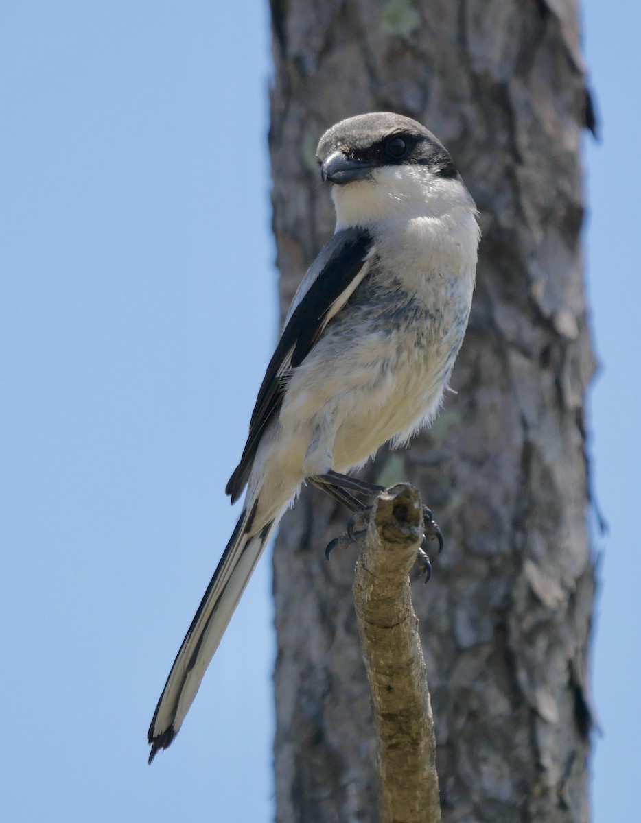 Loggerhead Shrike - Rebecca Smith