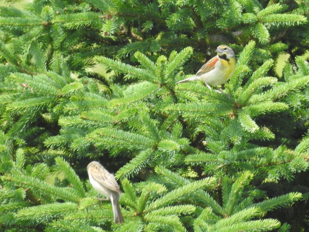 Dickcissel - ML621432911