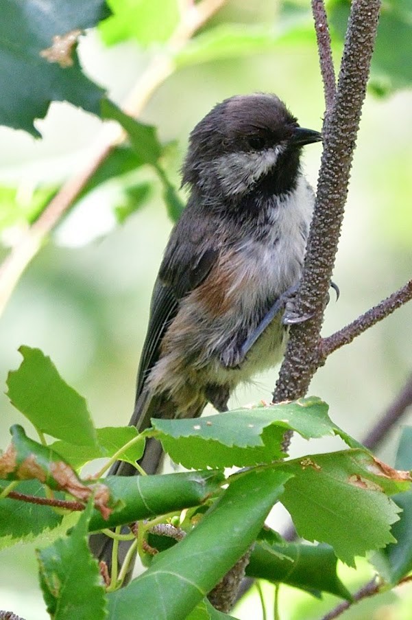 Boreal Chickadee - ML621432912