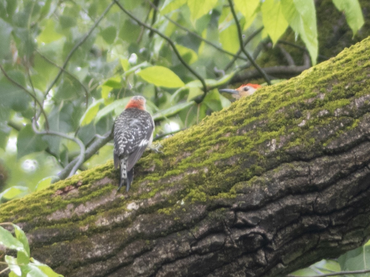 Red-bellied Woodpecker - ML621432945