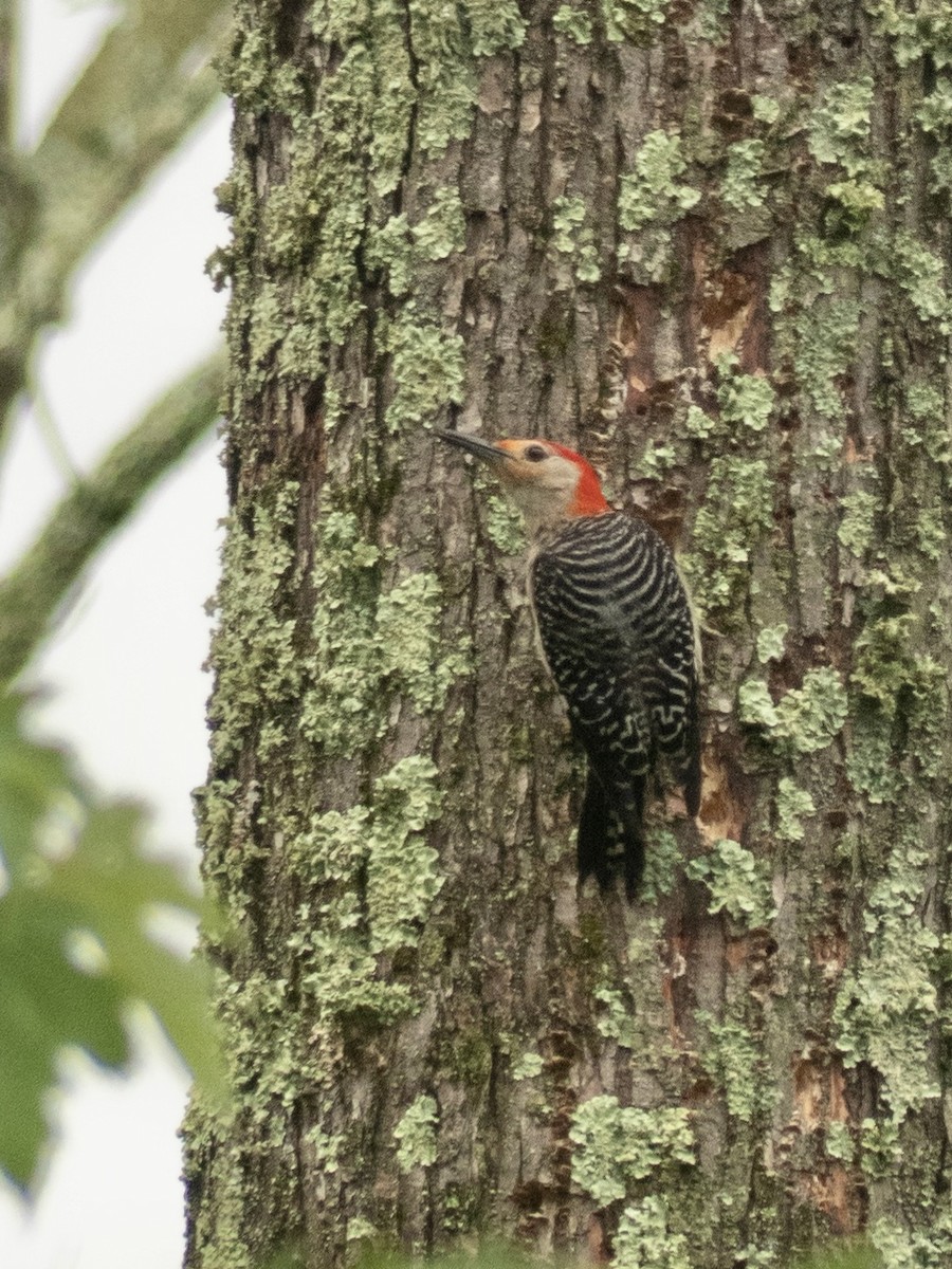 Red-bellied Woodpecker - ML621432949