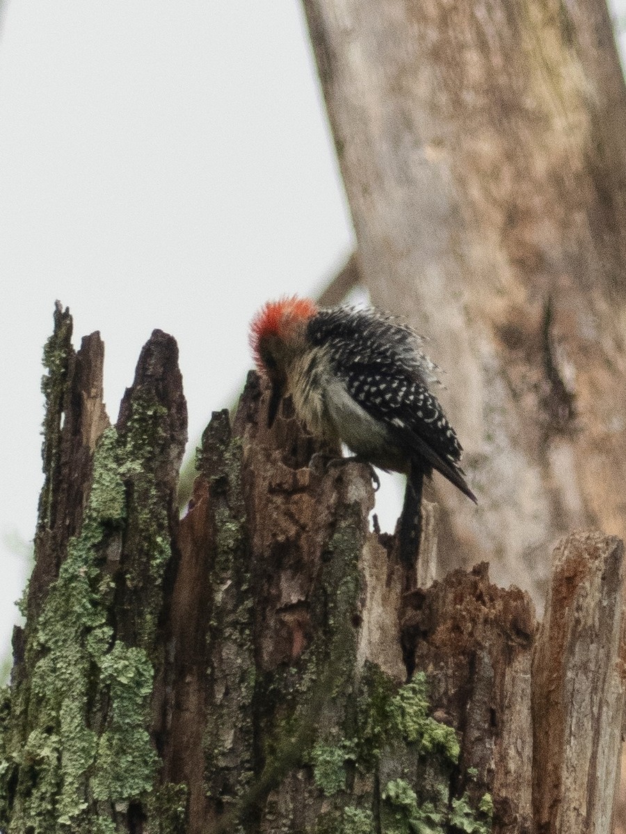 Red-bellied Woodpecker - ML621432952
