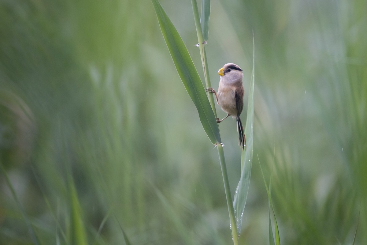 Reed Parrotbill - ML621433151