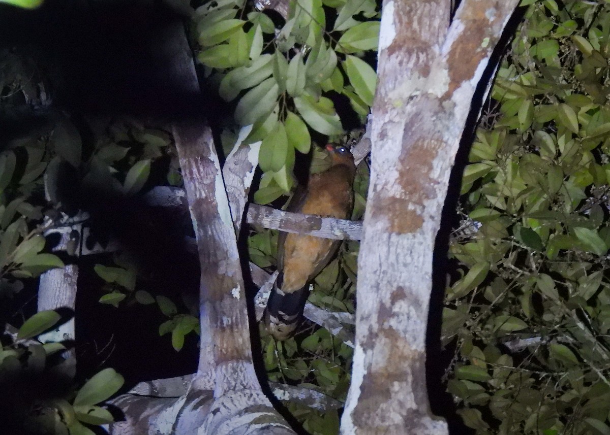 カンムリホウカンチョウ - ML621433182