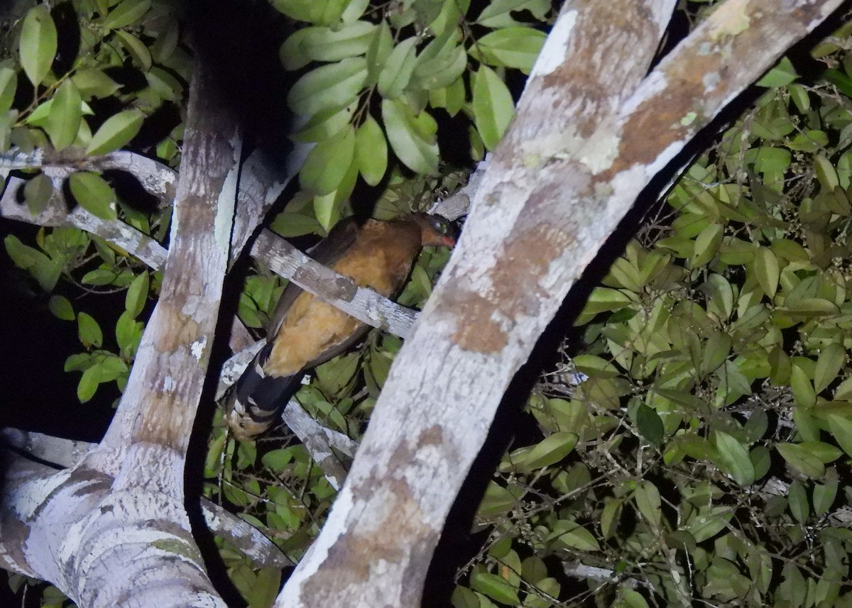 カンムリホウカンチョウ - ML621433183