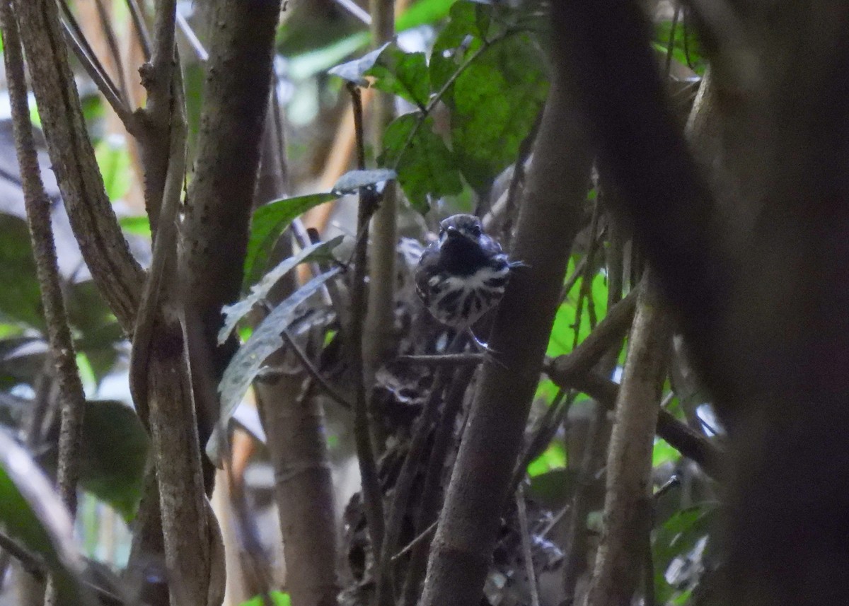 Dot-backed Antbird - Arthur Gomes