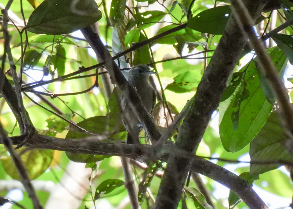 Gray Wren - ML621433218