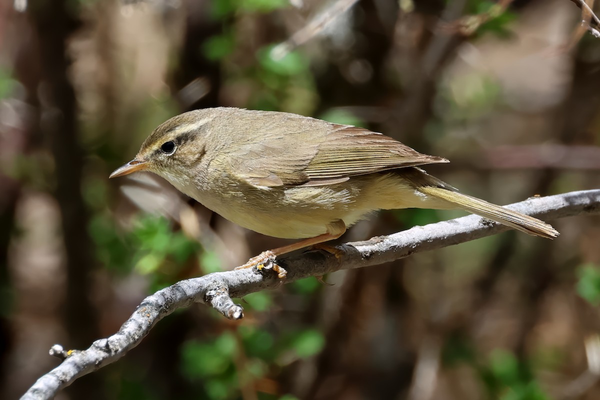 Mosquitero de David - ML621433253