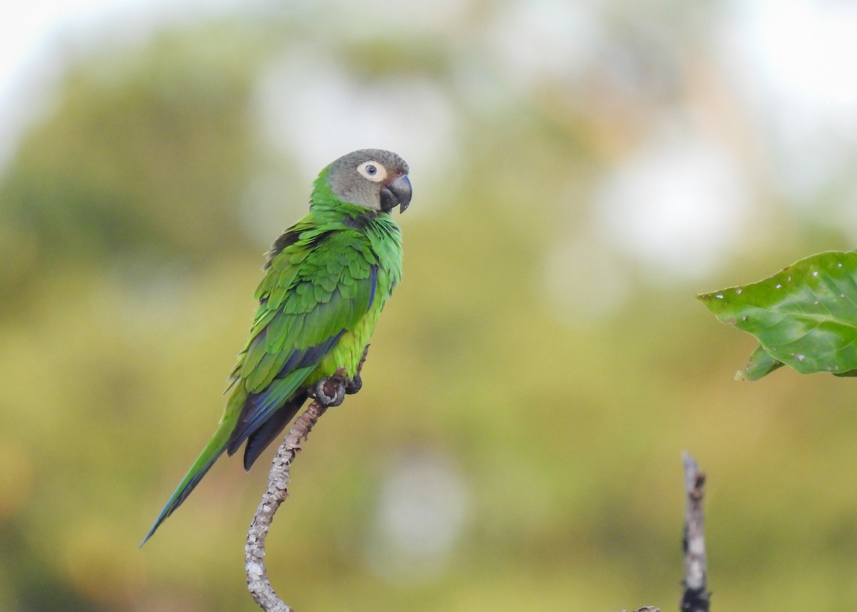 Dusky-headed Parakeet - Arthur Gomes