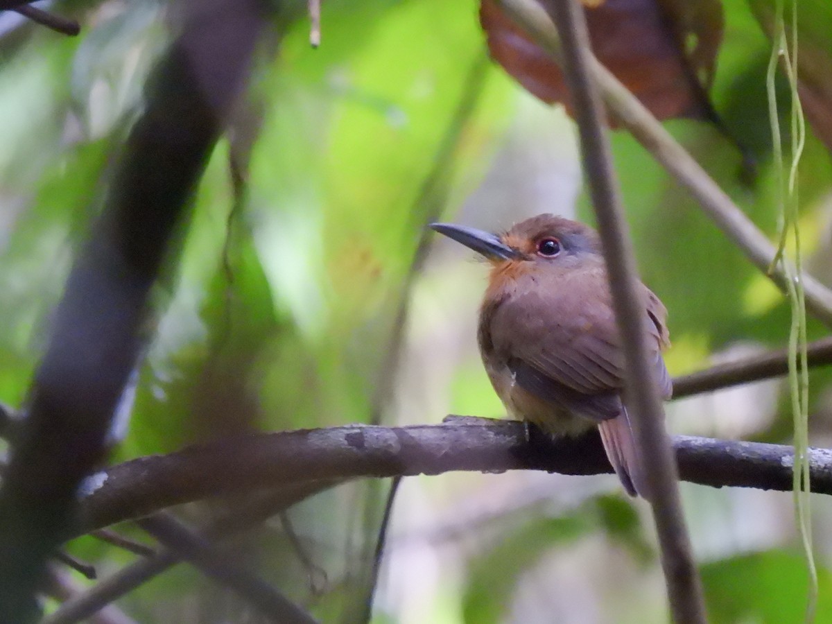 Fulvous-chinned Nunlet - ML621433369