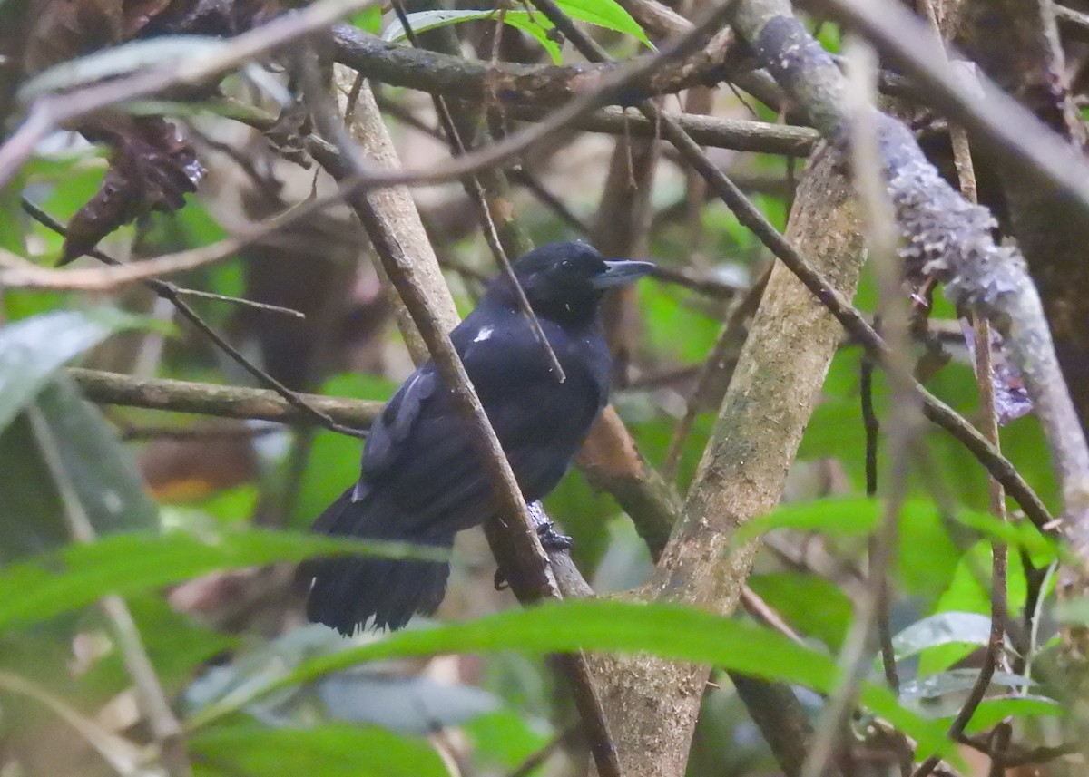 Black Bushbird - ML621433371