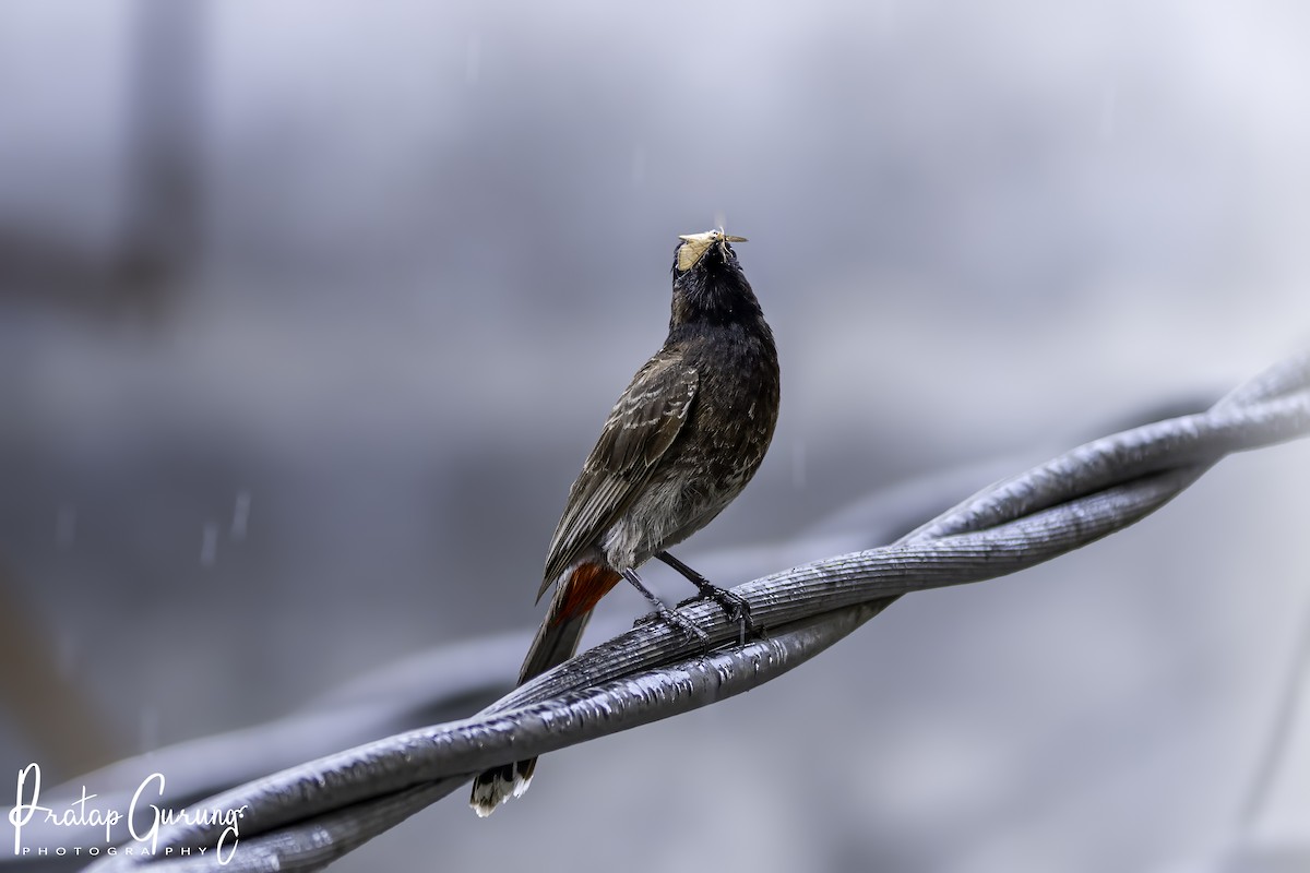 Red-vented Bulbul - Pratap Gurung