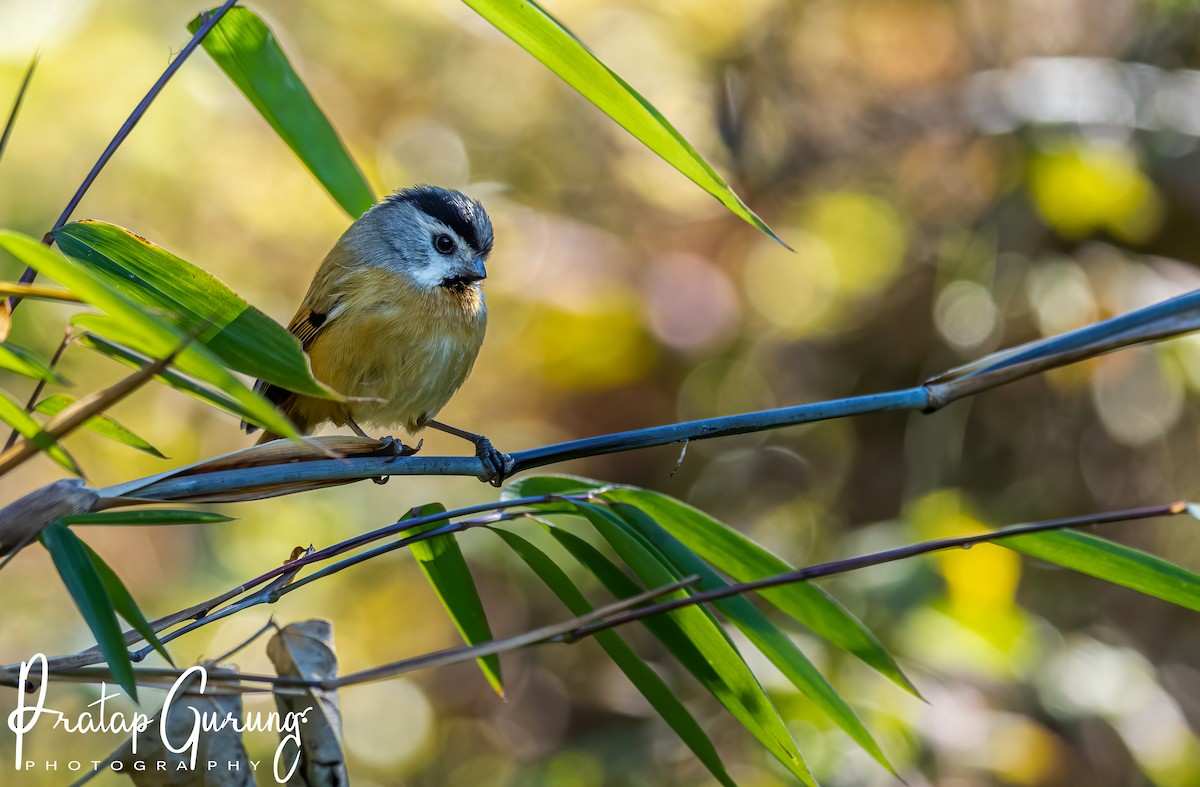 Black-throated Parrotbill - ML621433401