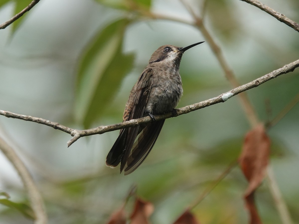 Brown Violetear - ML621433409