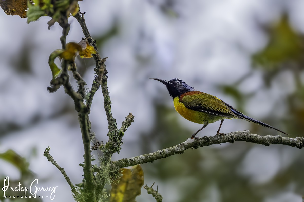 Green-tailed Sunbird - ML621433416