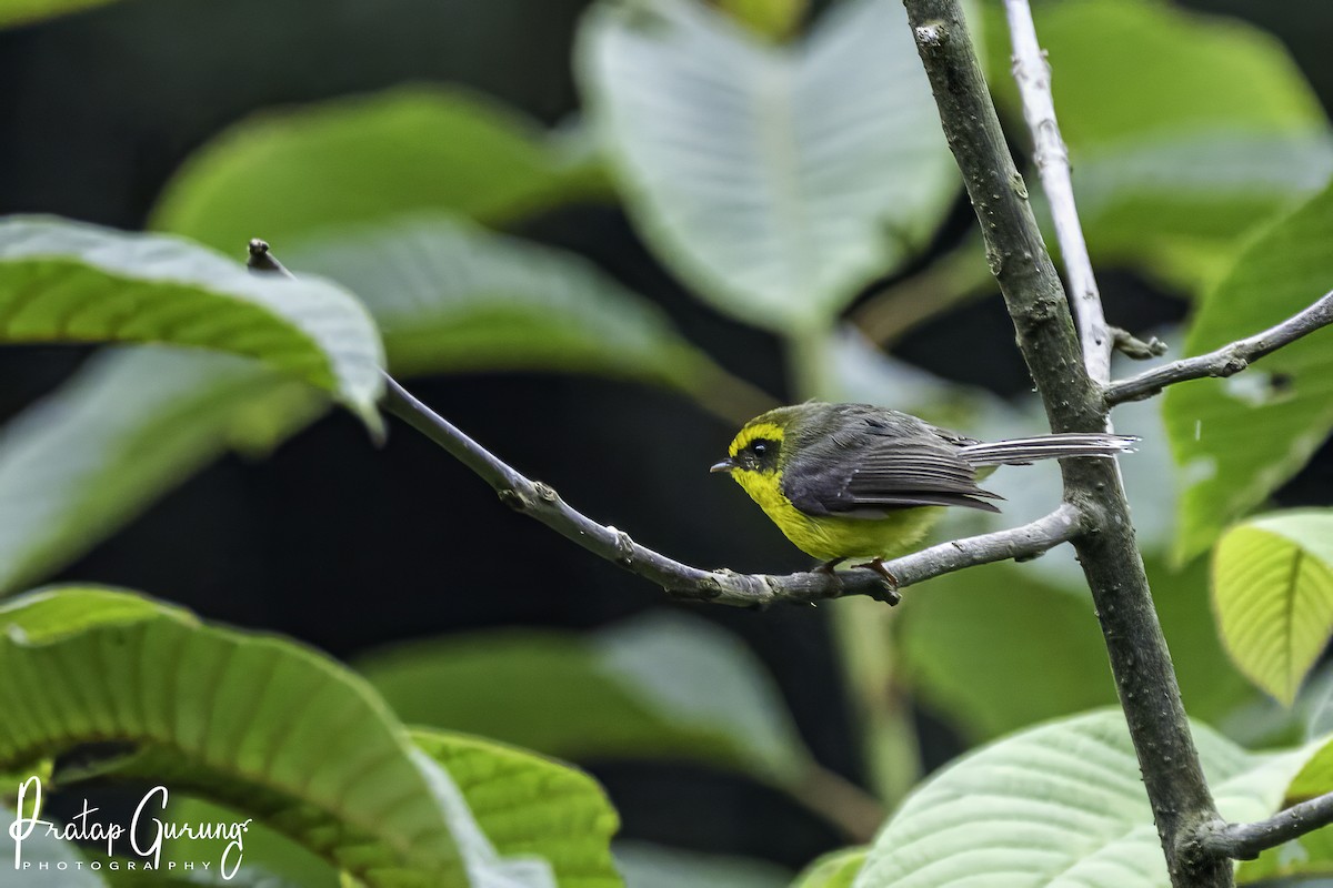 Yellow-bellied Fairy-Fantail - ML621433424