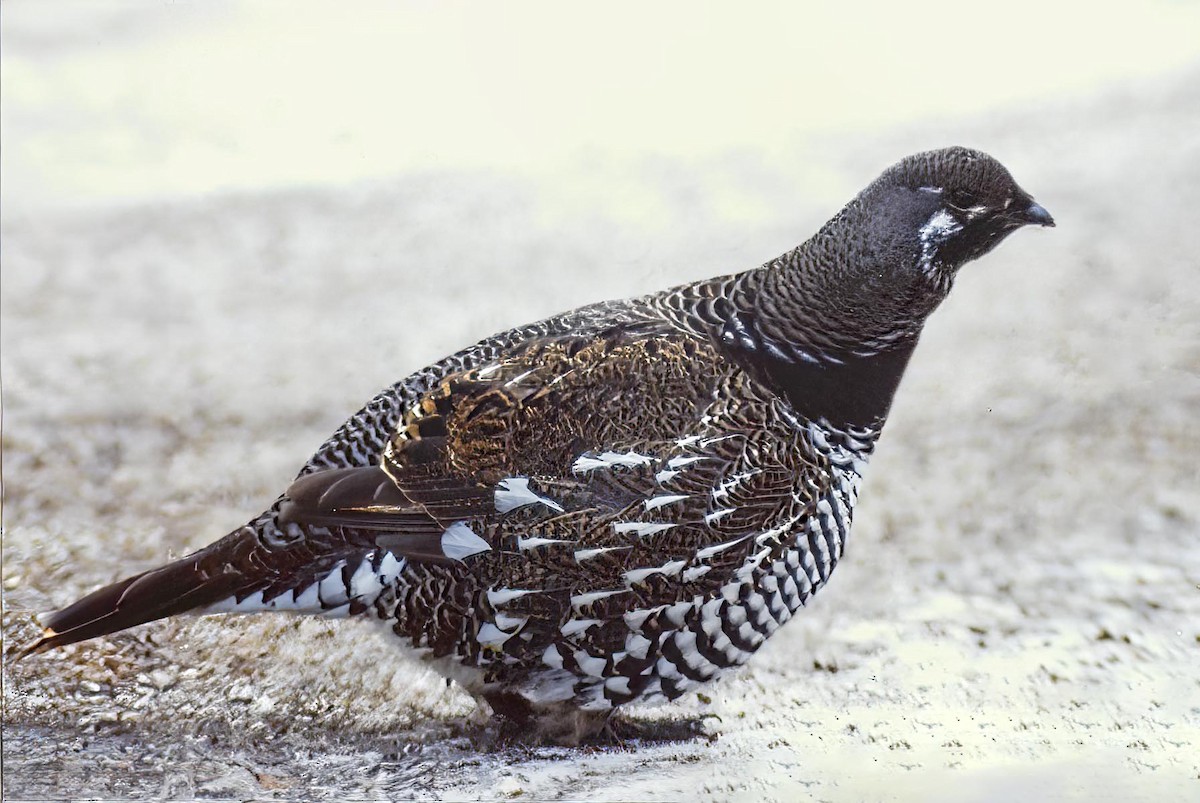 Spruce Grouse - ML621433475