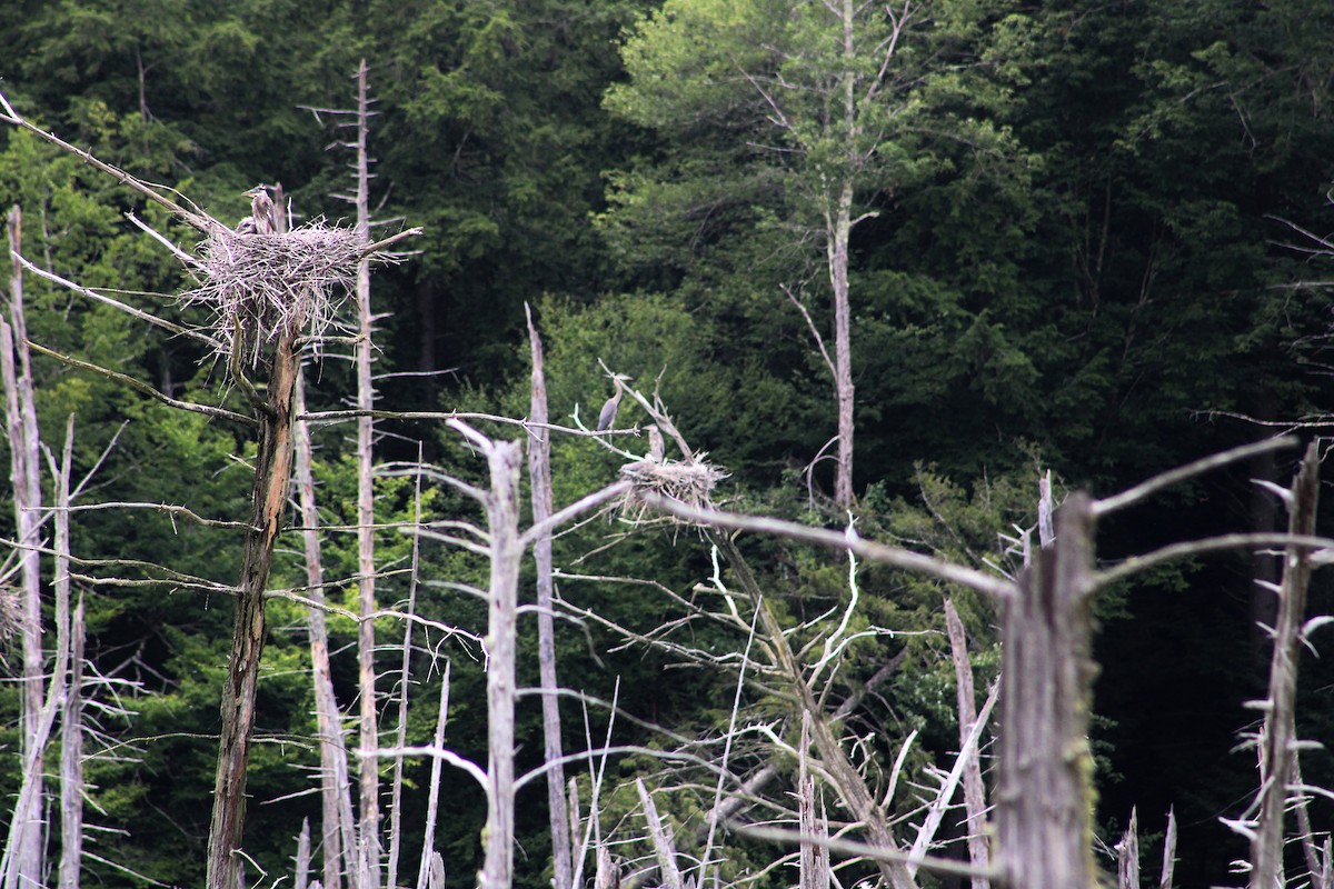 Great Blue Heron - Janet Washbon