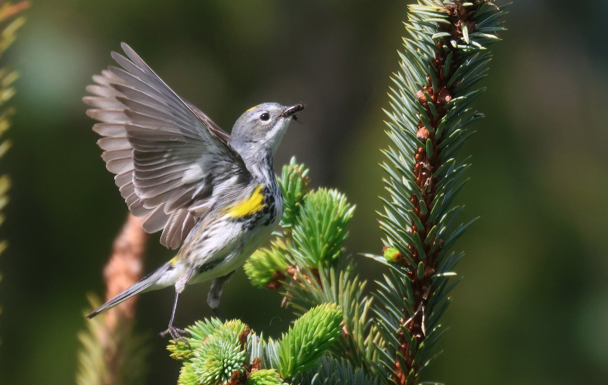Yellow-rumped Warbler (Myrtle) - ML621433543
