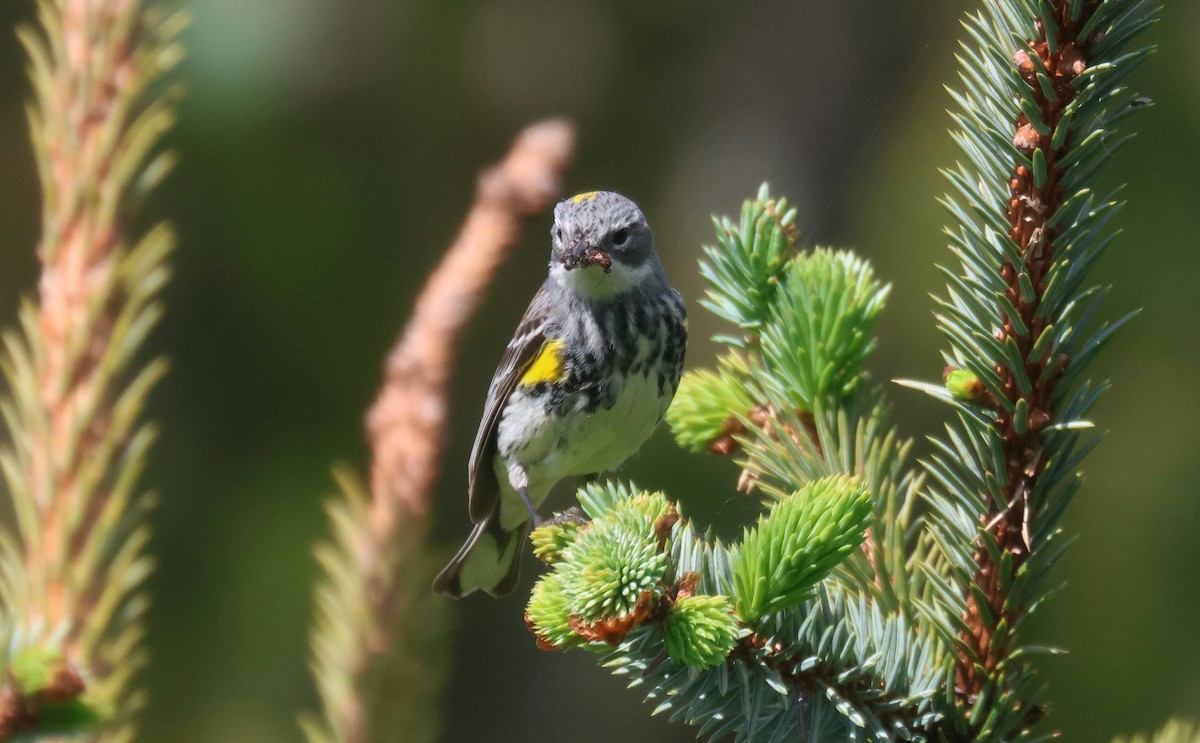 Yellow-rumped Warbler (Myrtle) - ML621433544